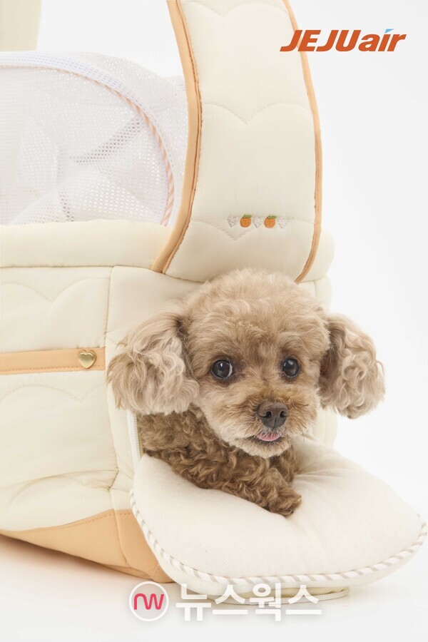 제주항공이 '펫팸족' 수요를 겨냥해 반려동물 운송 서비스를 확대한다. (사진제공=제주항공)