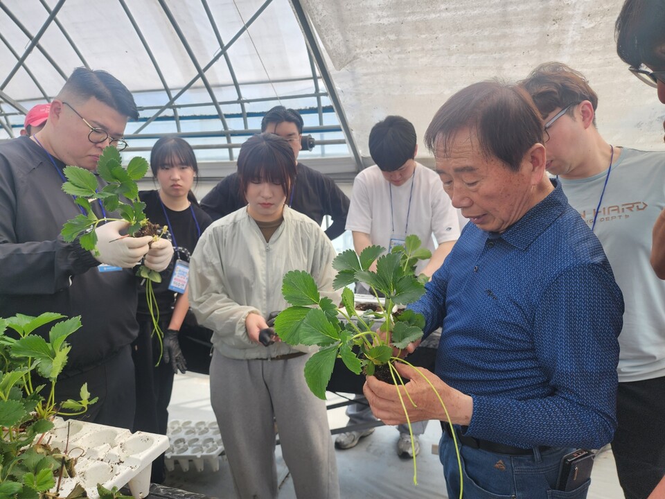 딸기반 청년농부들이 양평 마이스터 농가에서 실습을 하고 있다. (사진제공=농협중앙회)