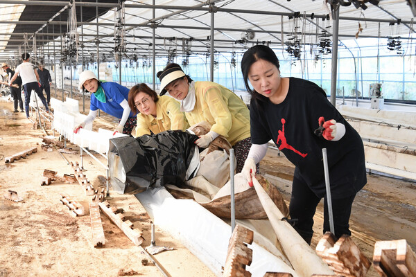 광산구의원과 관계자들이 집중호우 피해 농가 복구 활동을 하고 있다. (사진제공=광산구의회)