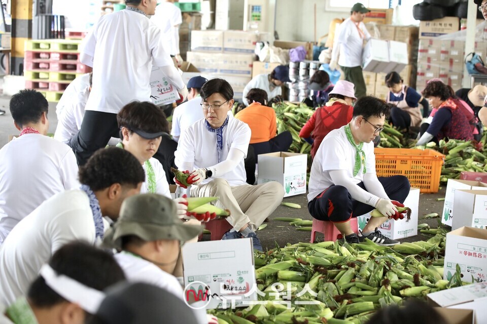 현대글로비스 임직원들이 지난 24일 홍천군 두촌면 자은2리에서 수확한 옥수수를 손질·포장하고 있다. (사진제공=현대글로비스)