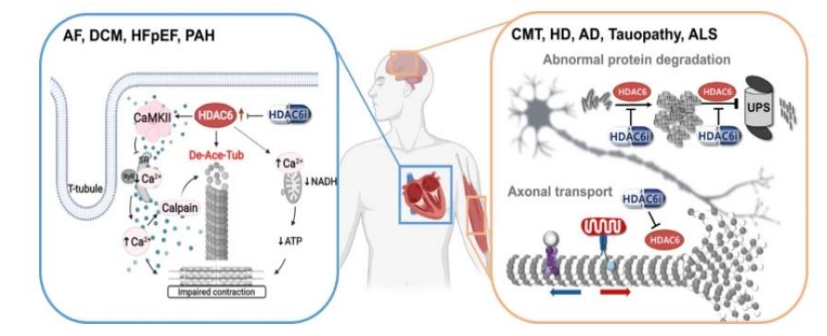 CKD-510 개발 가능 적응증 (자료제공=유안타증권)