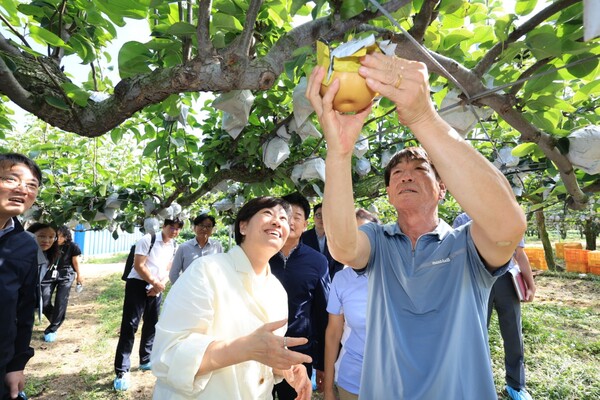 송미령 농림축산식품부 장관이 지난 11일 충청남도 아산시 둔포면 소재 배 생산농가를 찾아 햇배의 생육 상황을 점검하고 있다. (사진제공=농림축산식품부)
