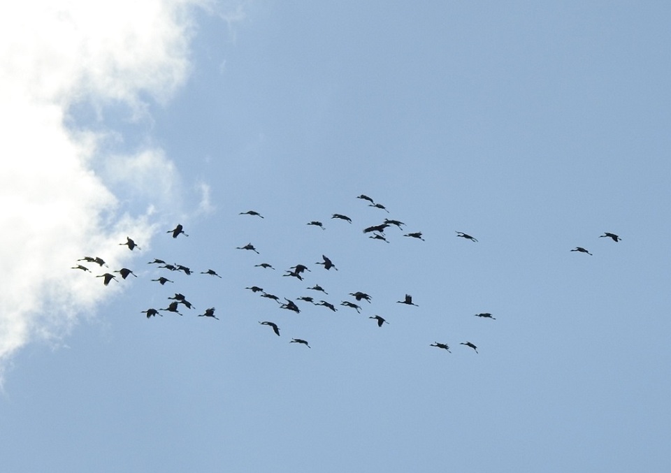 지난 22일 흑두루미 73마리가 순천만에 도착했다. (사진제공=순천시청)