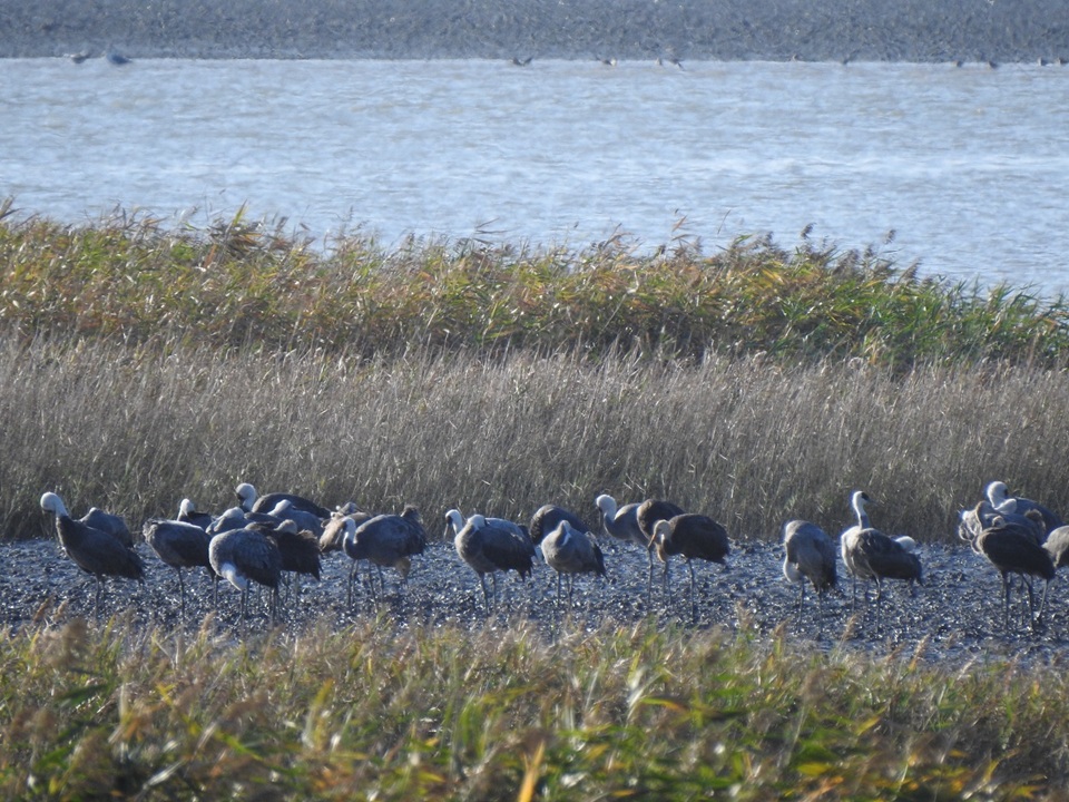 흑두루미 73마리가 순천만 갯벌에서 휴식을 취하고 있다. (사진제공=순천시청)