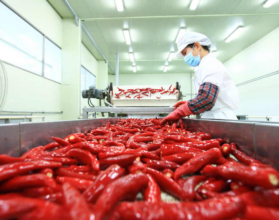 기계화된 영양고추 선별작업 장면. (사진제공=영양군)